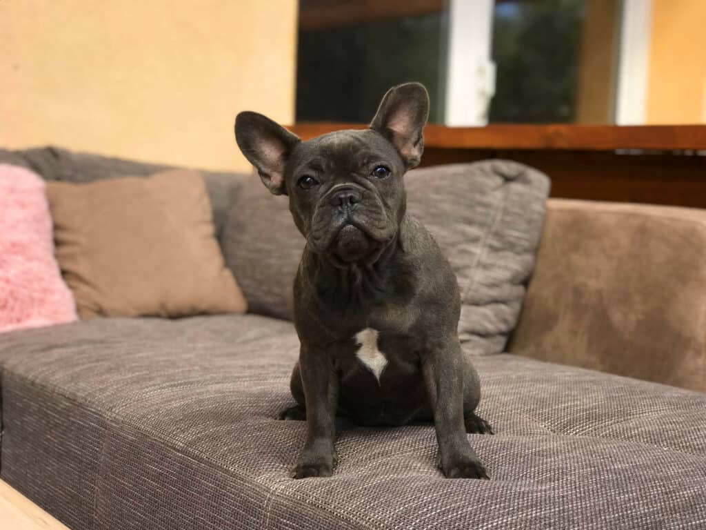 Why is the French Bulldog one of the most popular breeds? - TomKings Blog