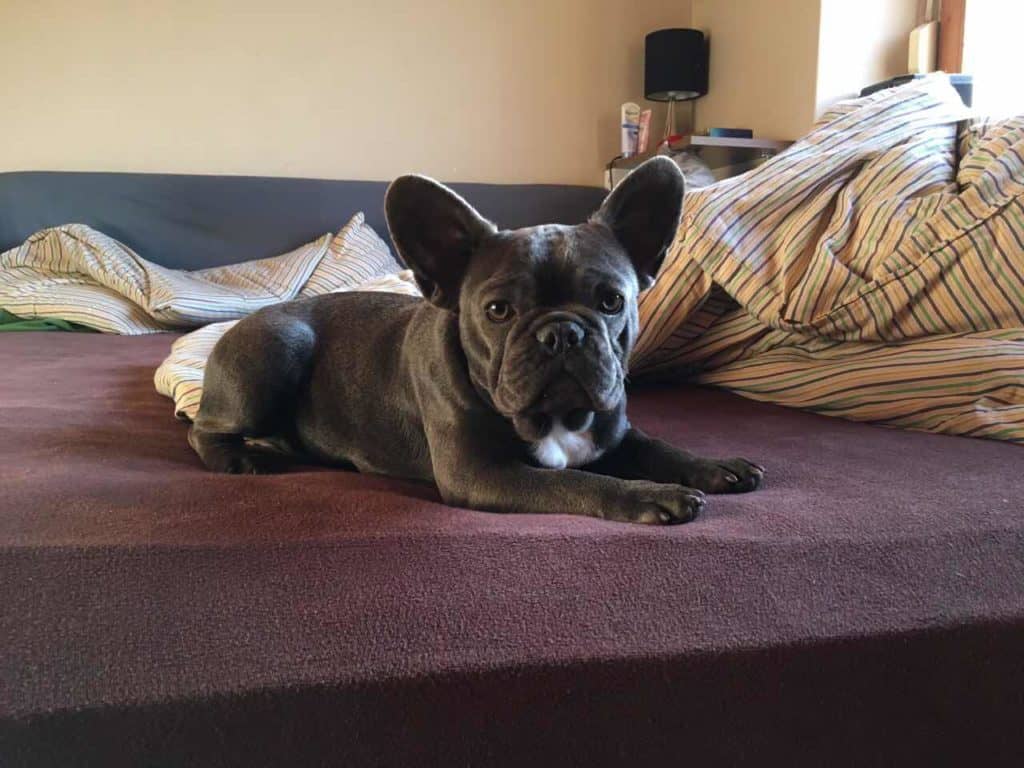 Be consistent with your Frenchie.