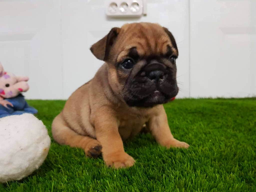 Five mistakes Frenchie parents make (and how to avoid them) - TomKings Blog