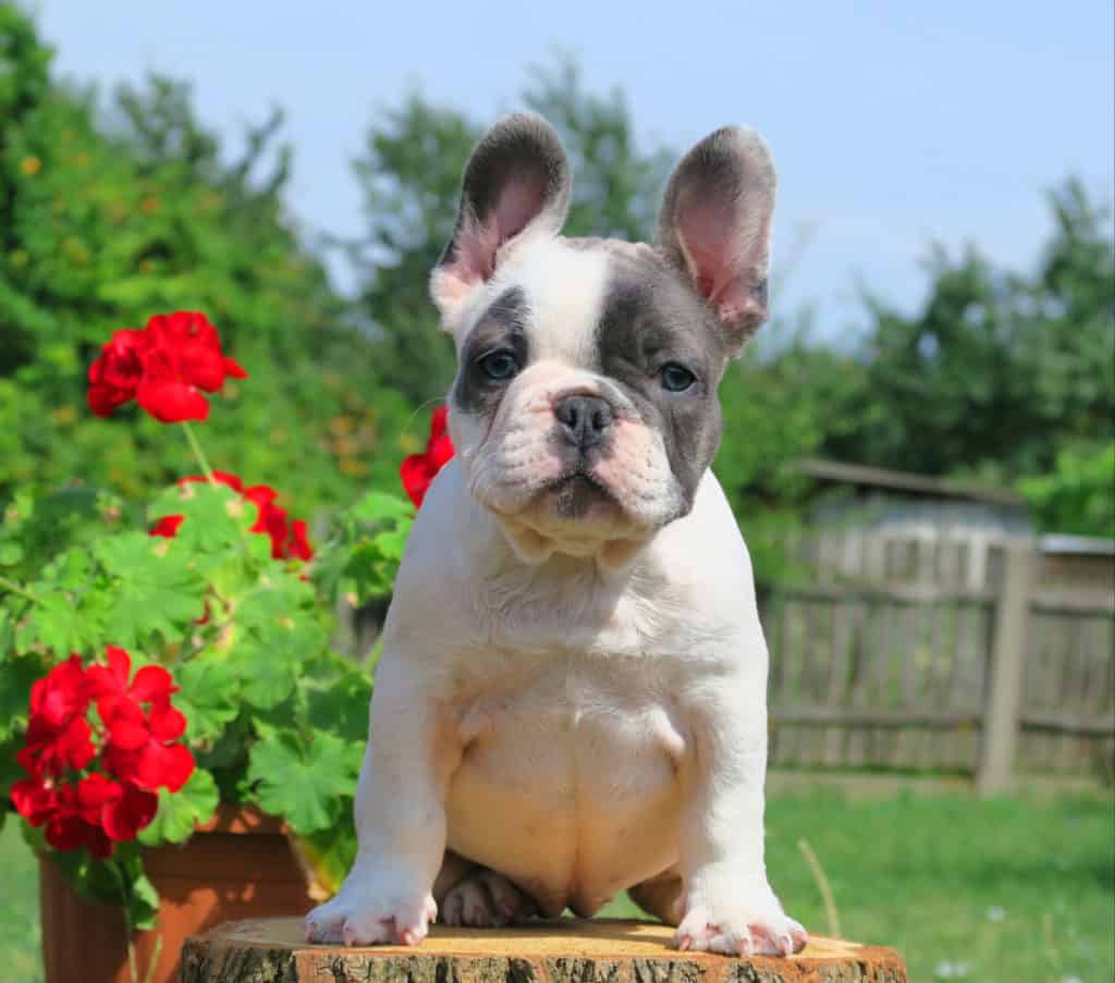Step by step guide for a successful potty training - TomKings Blog