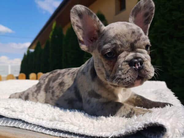 The first day with your Frenchie [with tips for a successful training] - TomKings Blog