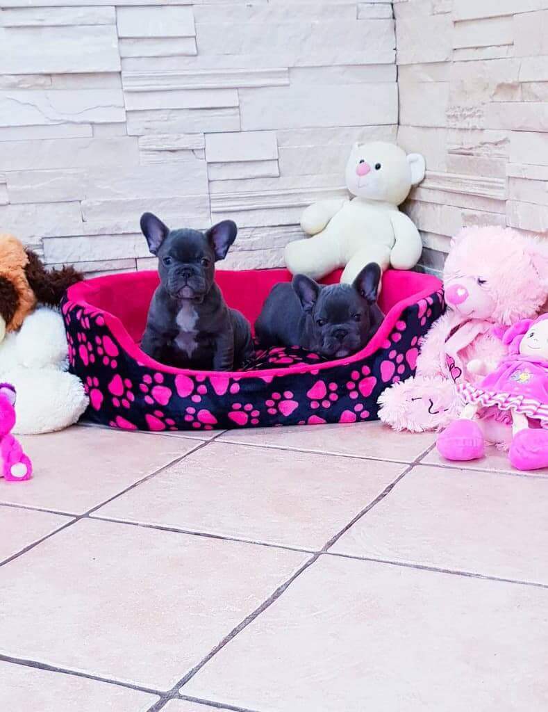 How to carry your Frenchie in your car? - TomKings Blog