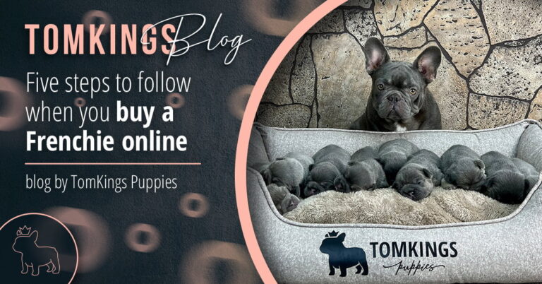 How to buy a Frenchie online - TomKings Puppies Blog