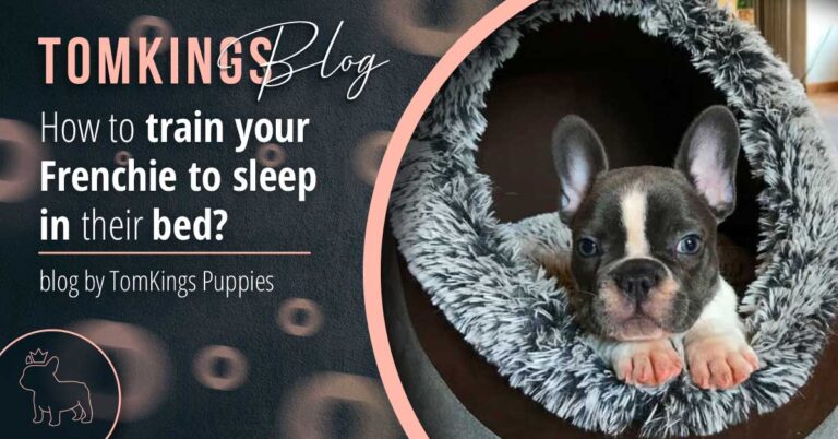 How to train your Frenchie to sleep in their bed - TomKings Blog