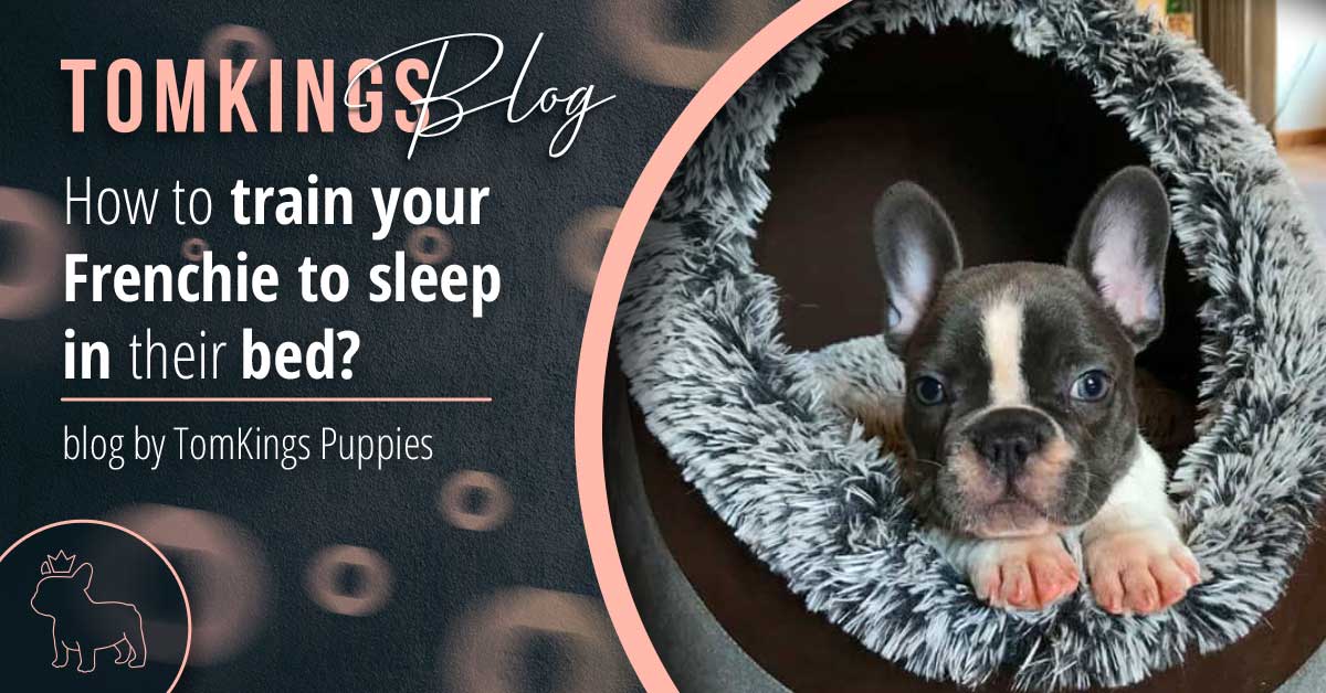 How to train your Frenchie to sleep in their bed - TomKings Blog