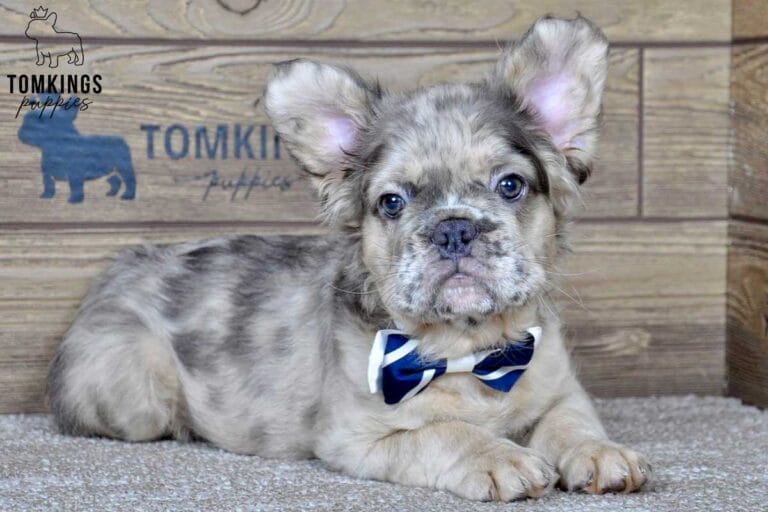 Fluffy French bulldog, Frenchie at TomKings Puppies