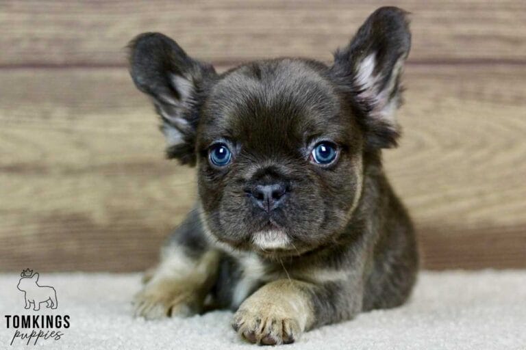 Fluffy French bulldog, Frenchie at TomKings Puppies