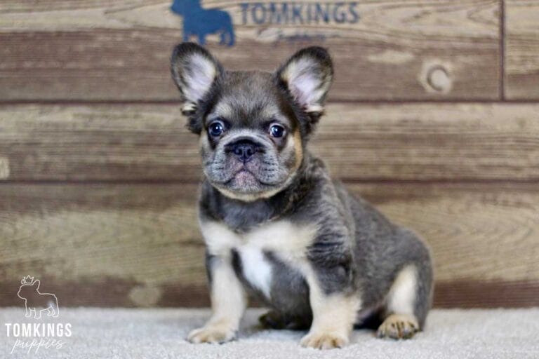 Fluffy French bulldog, Frenchie at TomKings Puppies