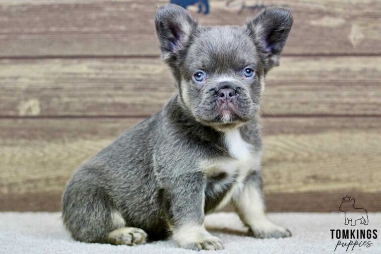 Fluffy French bulldog, Frenchie at TomKings Puppies