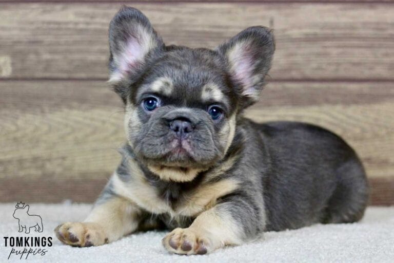 Fluffy French bulldog, Frenchie at TomKings Puppies
