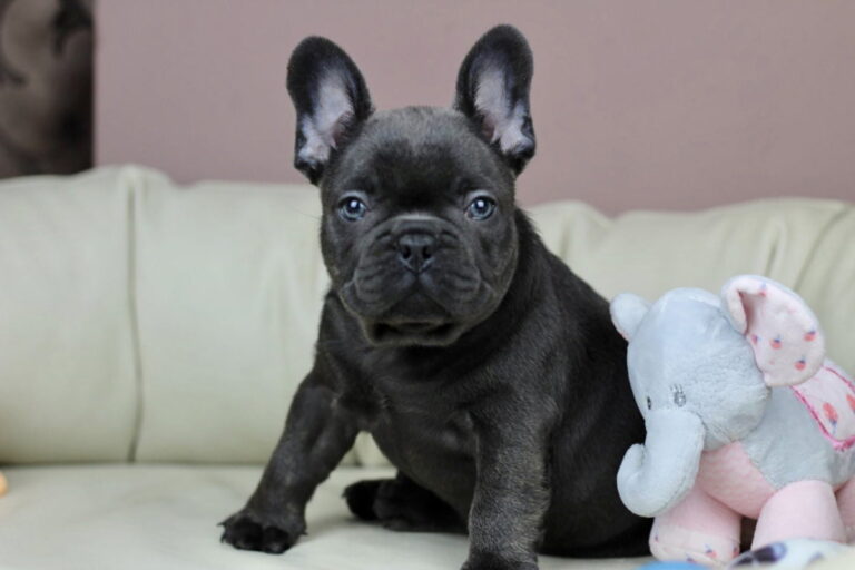 Blue French bulldog - TomKings Puppies