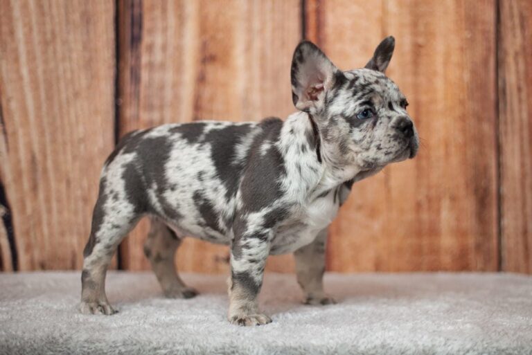Merle and tan French bulldog - TomKings Puppies