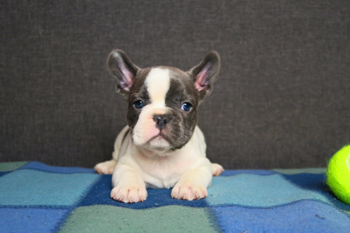Blue pied French bulldog - TomKings Puppies
