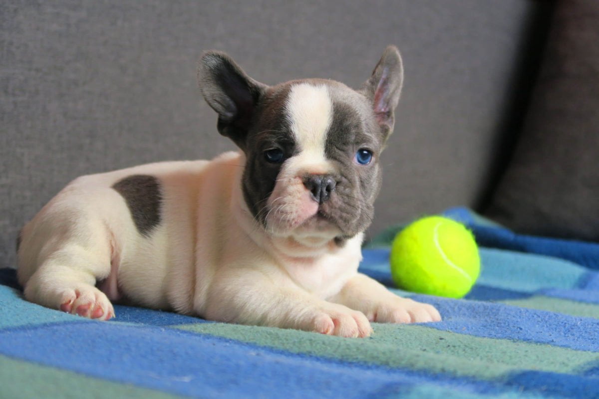 Blue pied French bulldog - TomKings Puppies