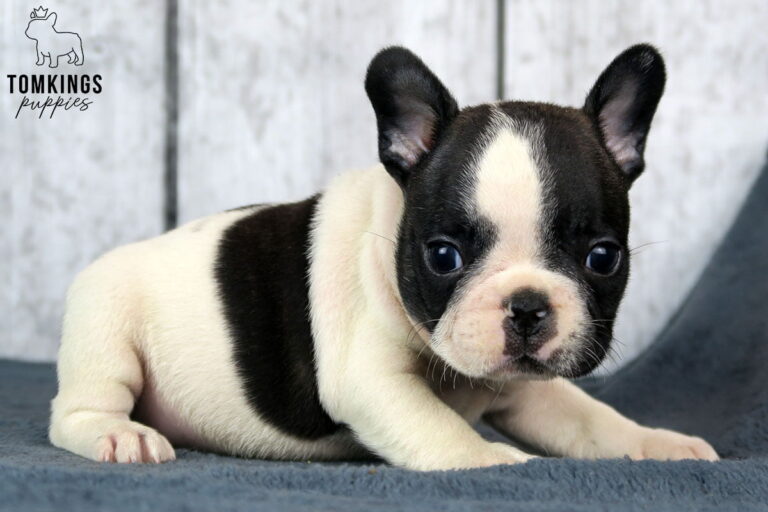 Black pied French bulldog - TomKings Puppies
