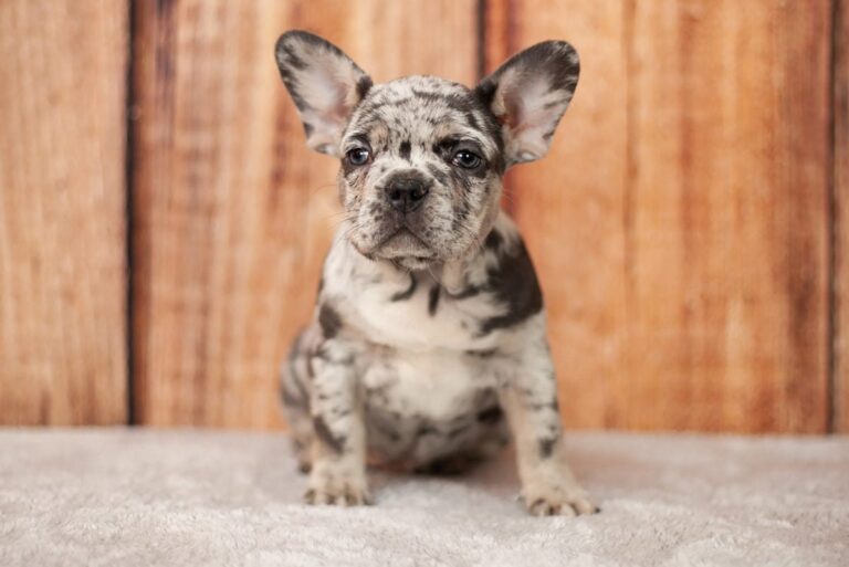 Merle and tan French bulldog - TomKings Puppies