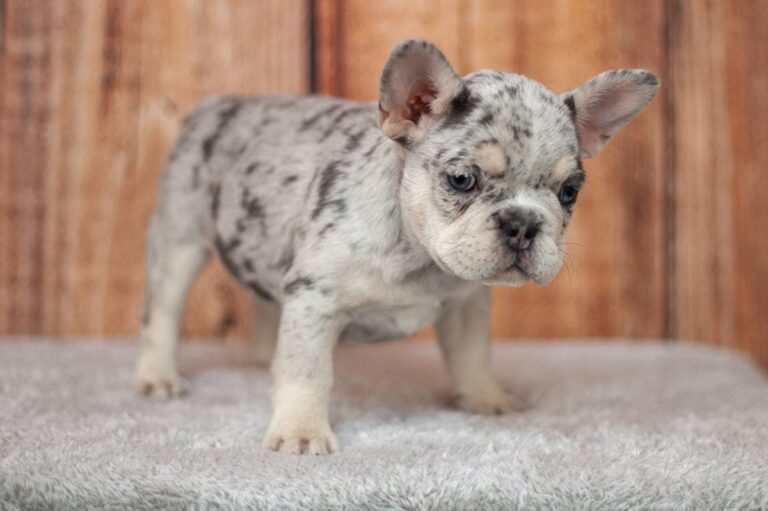 Merle and tan French bulldog - TomKings Puppies