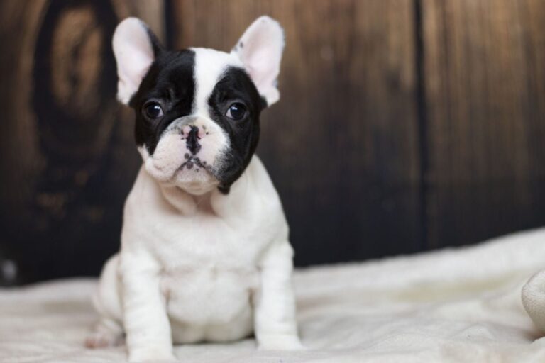 Black pied French bulldog - TomKings Puppies