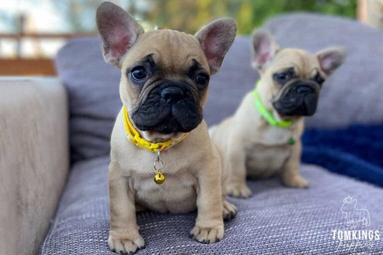 Beige french bulldog - TomKings Puppies