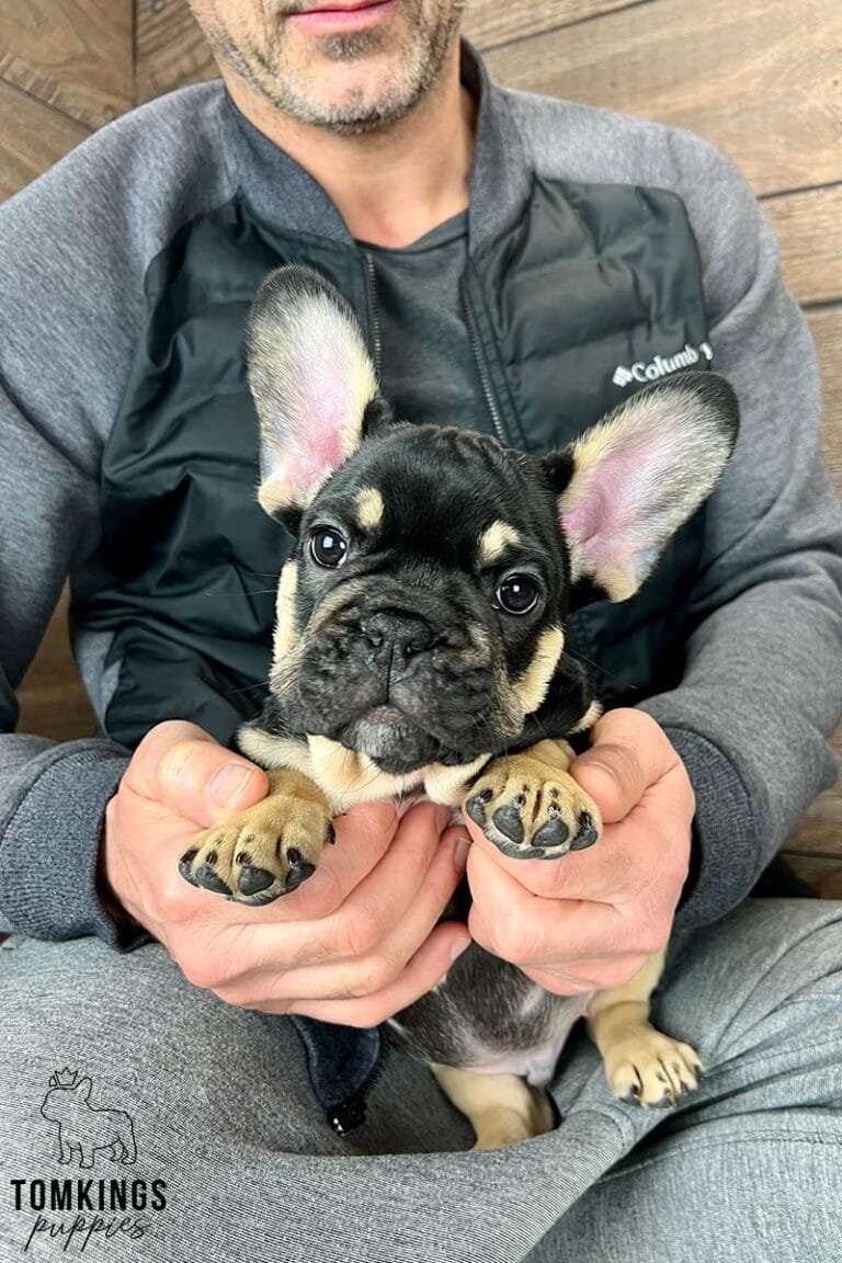 Black and tan French bulldog - TomKings Puppies