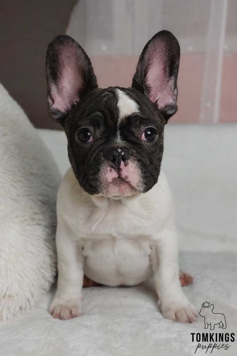 Blakc and white (Black pied French Bulldog at TomKings Puppies
