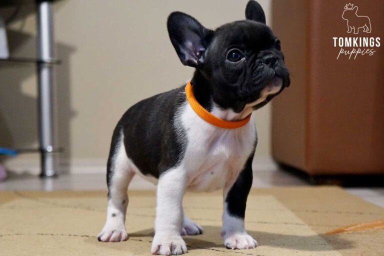 Blakc and white (Black pied French Bulldog at TomKings Puppies