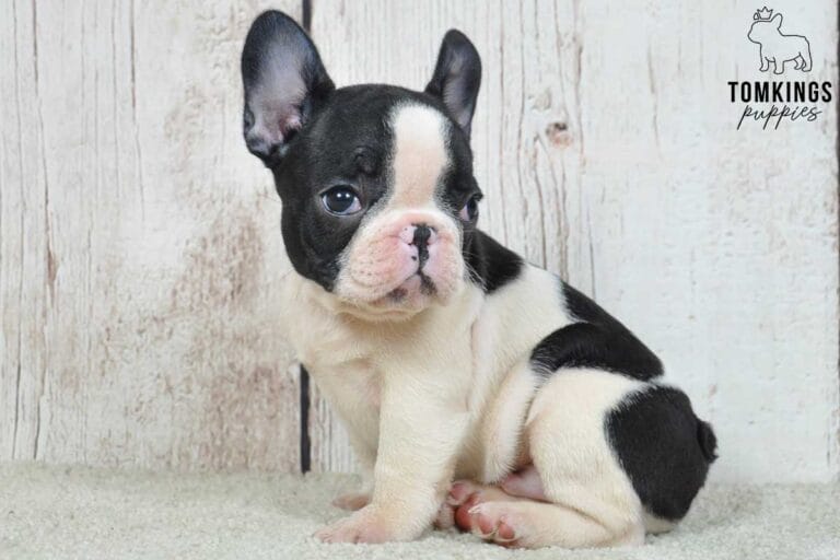Blakc and white (Black pied French Bulldog at TomKings Puppies