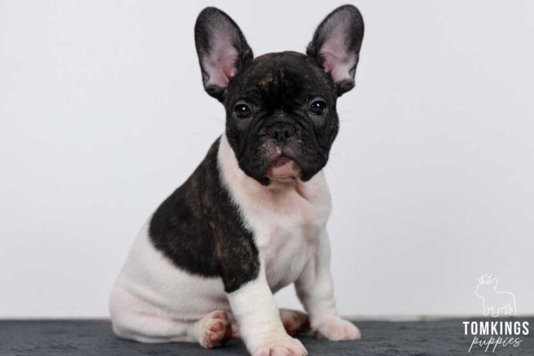 Blakc and white (Black pied French Bulldog at TomKings Puppies