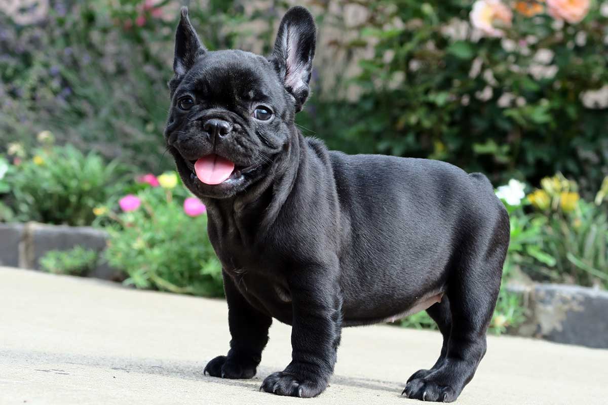 What to do if your pup has diarrhea? (and when to ask for help) - TomKings Blog