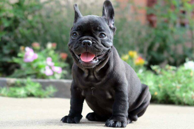 Black french bulldog - TomKings Puppies