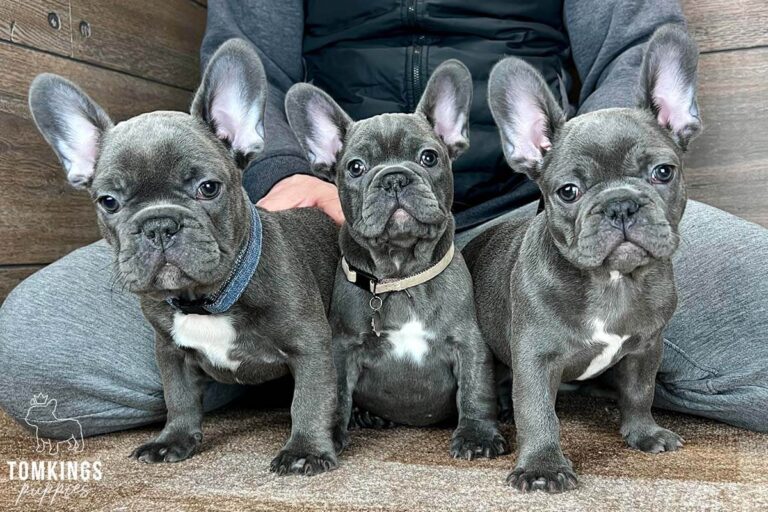 Blue brindle color French Bulldog TomKings Puppies