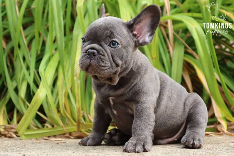 Blue brindle French Bulldog - TomKings Puppies