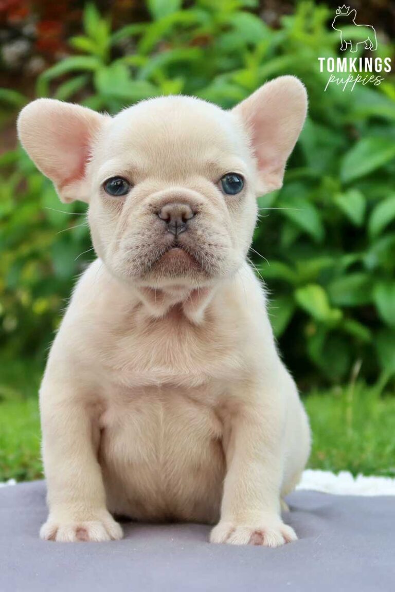 Cream French bulldog - TomKings Puppies