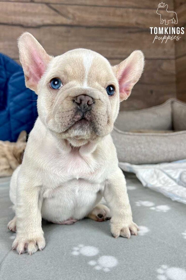 Cream French bulldog - TomKings Puppies