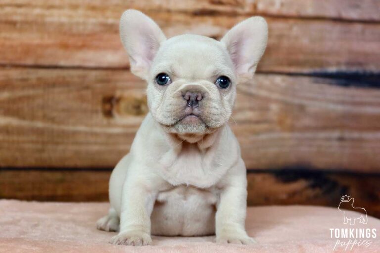 Cream French bulldog - TomKings Puppies