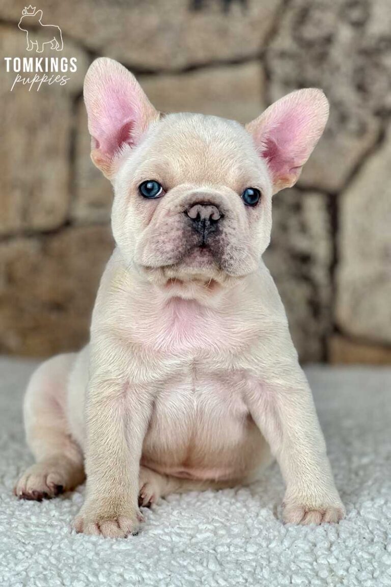 Cream French bulldog - TomKings Puppies