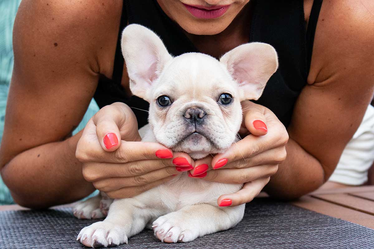 Cream French bulldog - TomKings Puppies