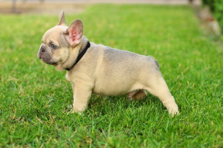 Lilac sable French bulldog - TomKings Puppies