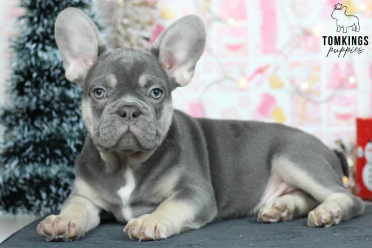 Lilac and tan French Bulldog - TomKings Puppies