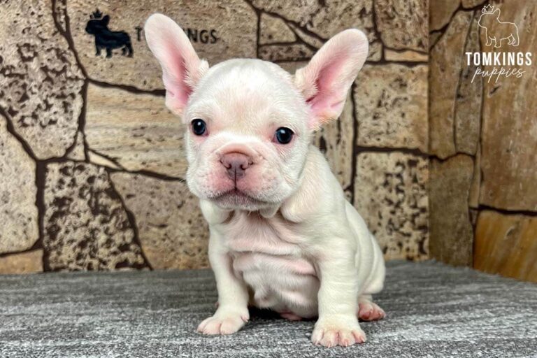 Platinum French Bulldog - TomKings Puppies