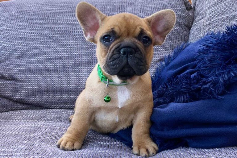 Red french bulldog - TomKings Puppies
