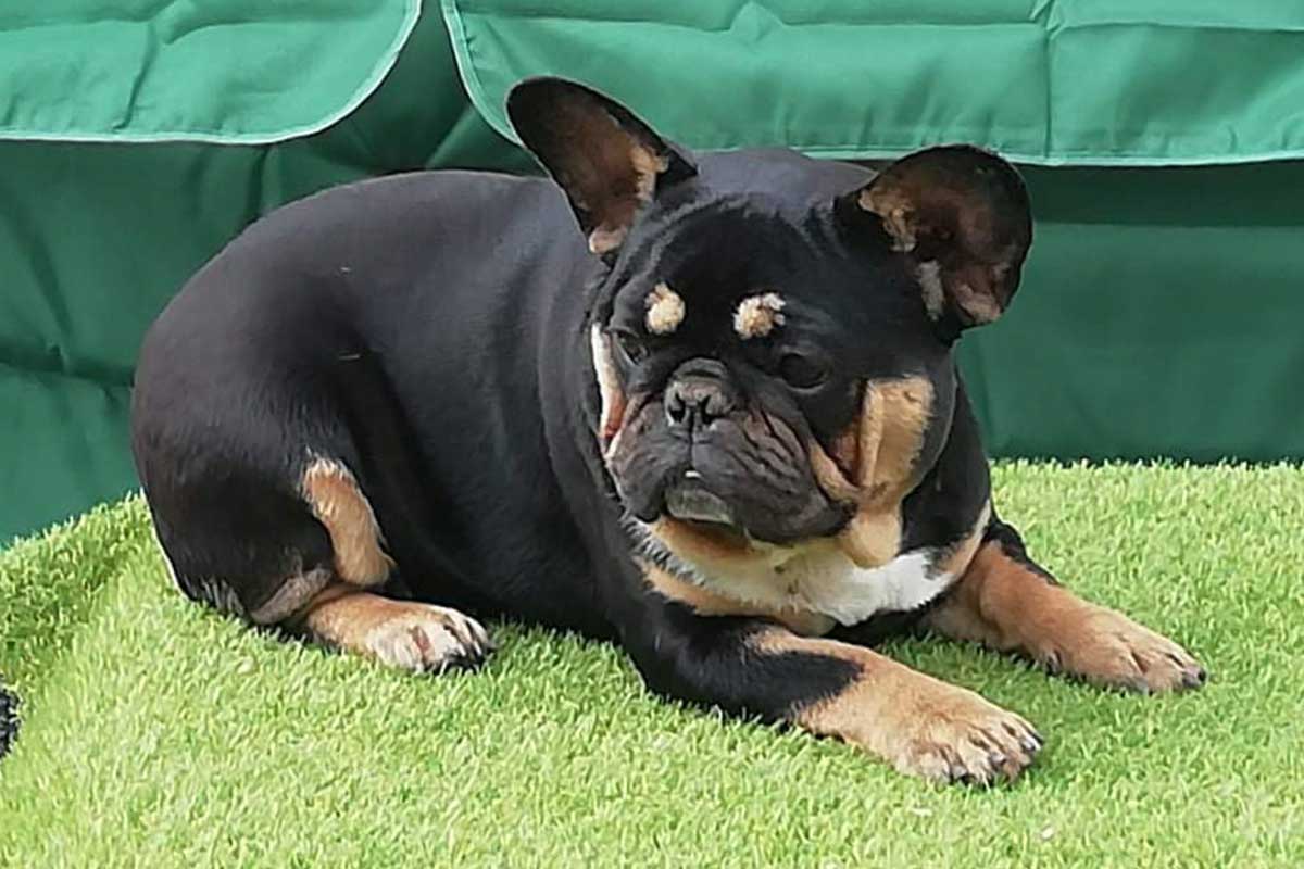 How Frenchies put up with extreme cold/hot weather [and how to help them cope] - TomKings Blog
