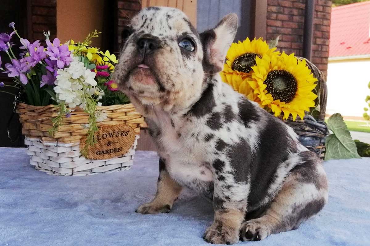 What to do if your pup has diarrhea? (and when to ask for help) - TomKings Blog