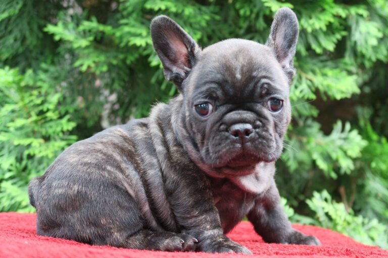 Black brindle Frenchie TomKings Puppies