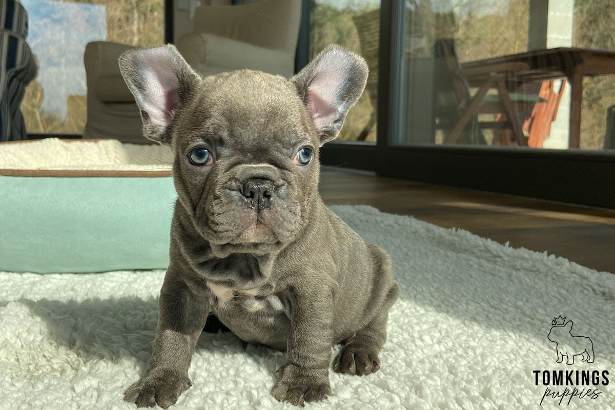 Small Dog Breeds for First Time Owners - The Most Comprehensive Guide - TomKings Puppies Blog