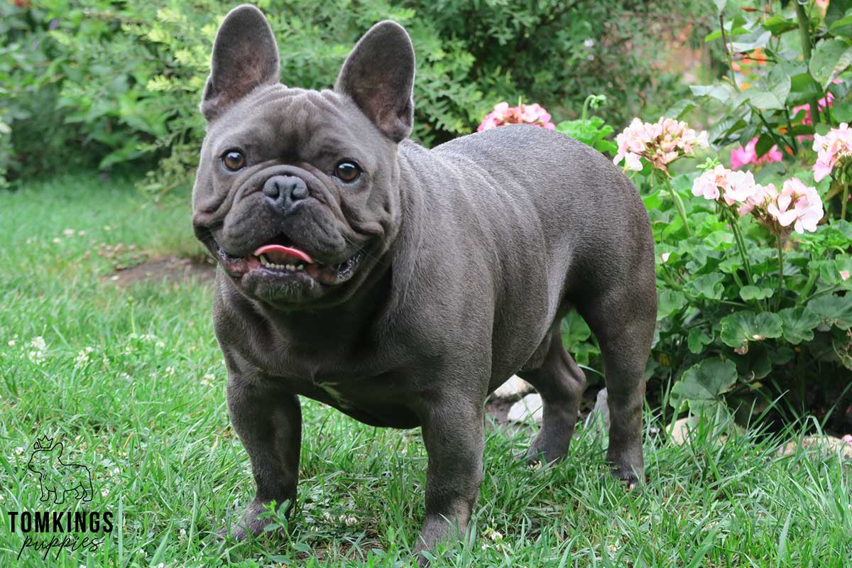 Frenchie Fitness: Dog Nutrition - TomKings Blog
