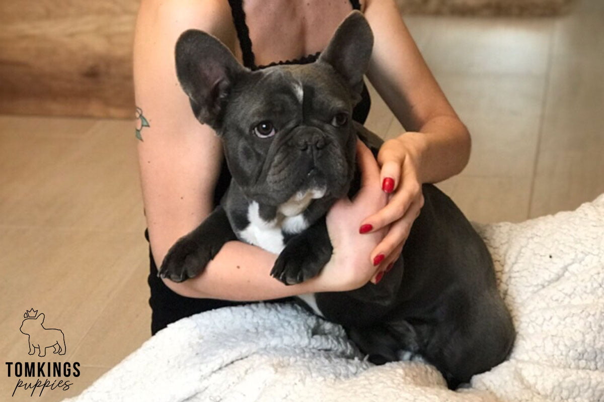 6 things French Bulldogs love to do - TomKings Blog