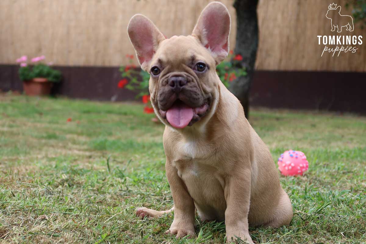 Outdoor activities that develop your Frenchie’s skills - TomKings Blog