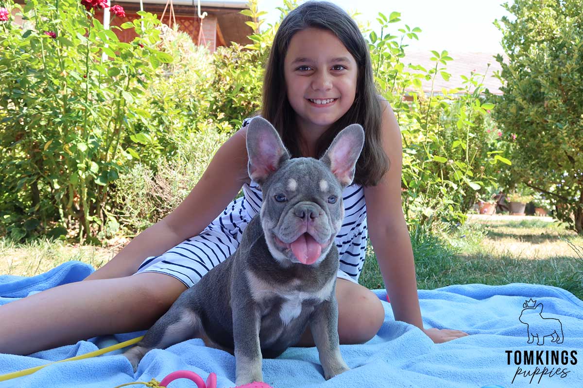 6 things French Bulldogs love to do - TomKings Blog