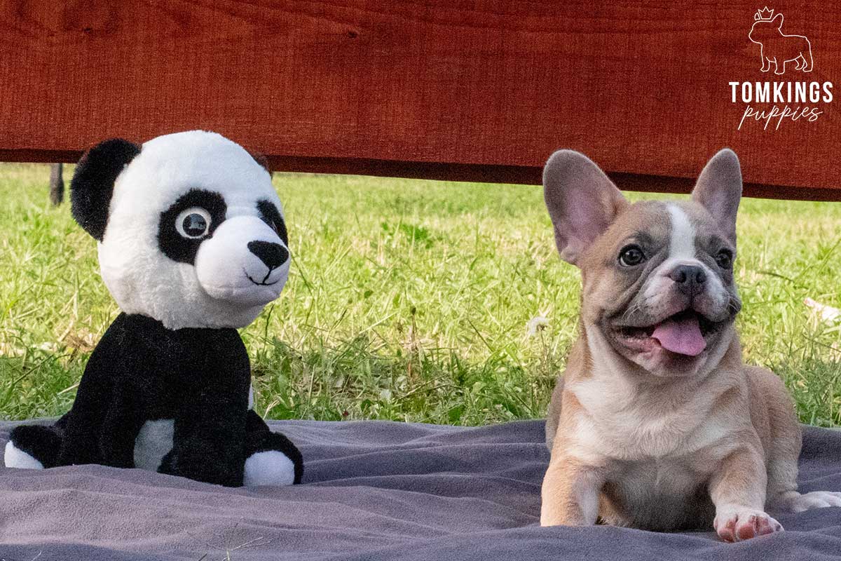 Outdoor activities that develop your Frenchie’s skills - TomKings Blog